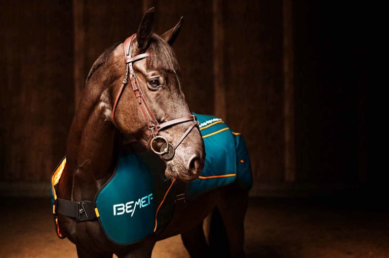 Equine PEMF Horse Therapy BEMER Horse Set BEMER Life