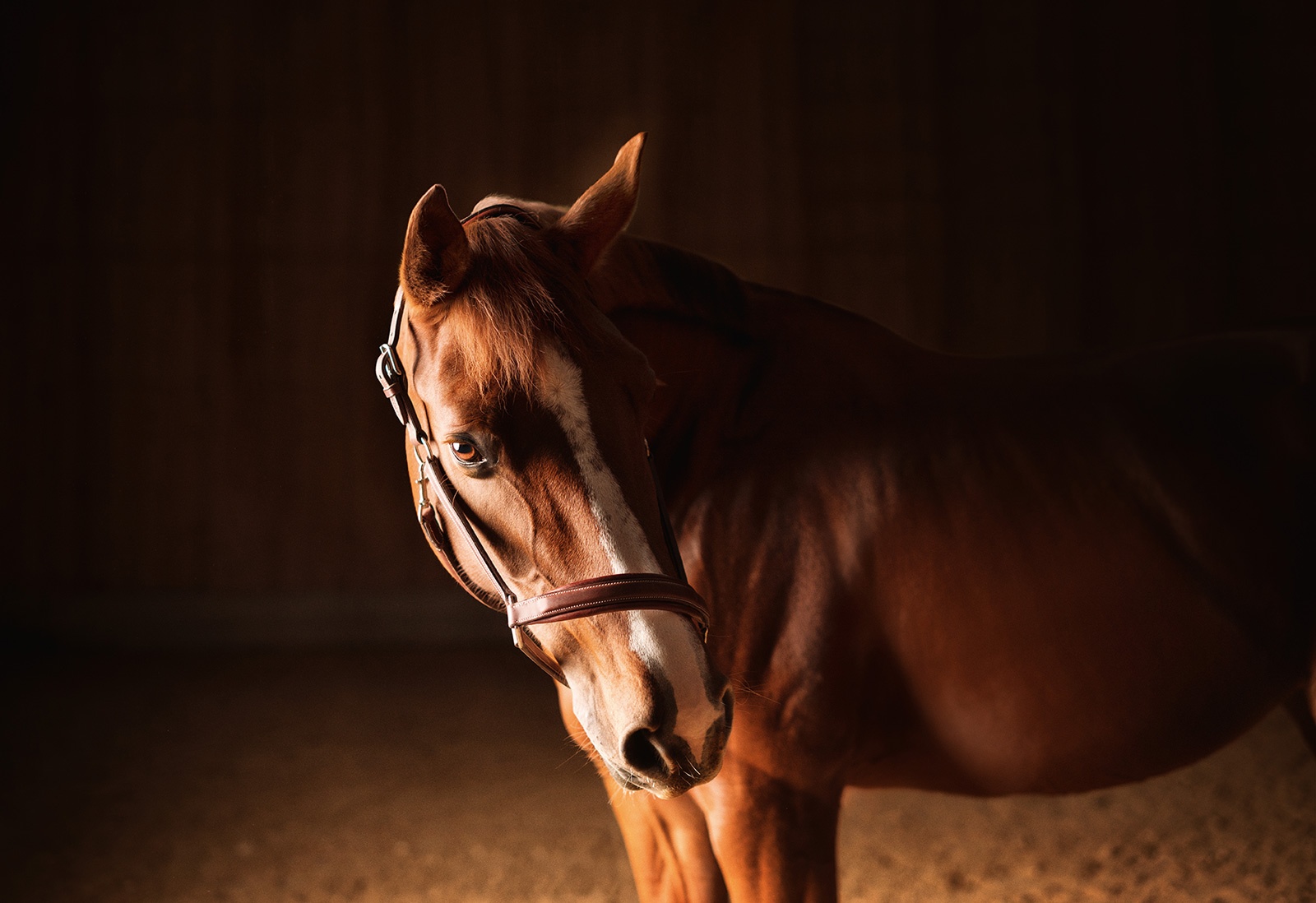 Blood Circulation Impacts Your Horse's Health How?