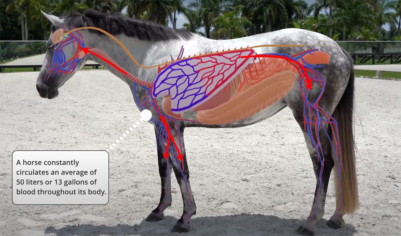 BEMER Equine BEMER HorseSet BEMER Life