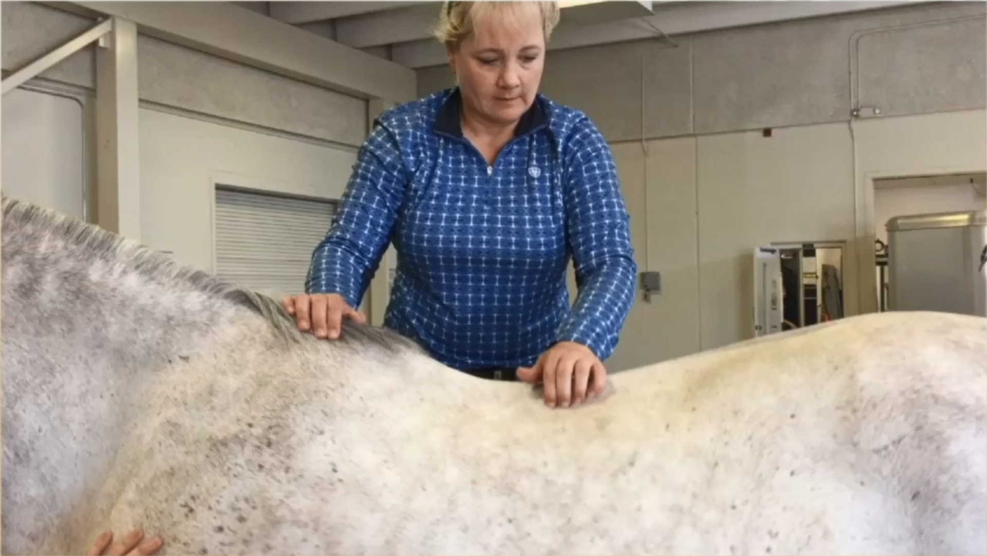 BEMER Horse Therapy Therapy for Horses BEMER