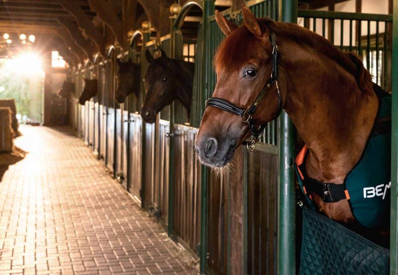BEMER Equine BEMER HorseSet BEMER Life