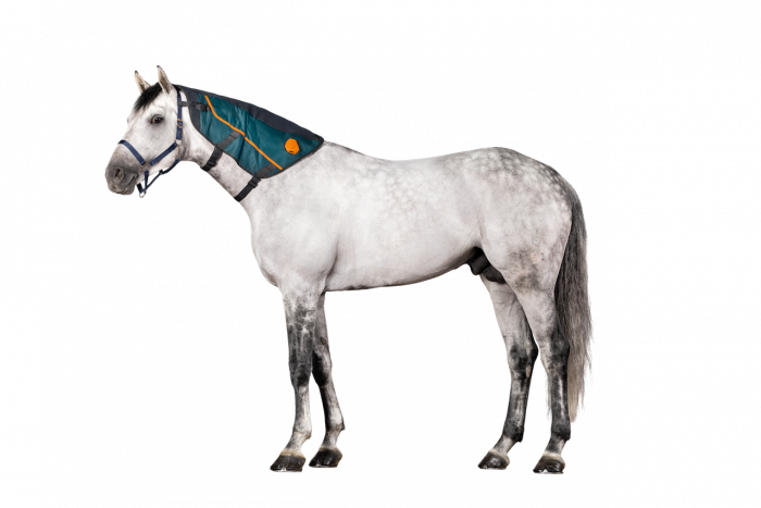 White horse wearing the BEMER Horse Neck Applicator